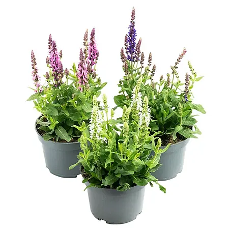Piardino  Garten-Blüten-Salbei