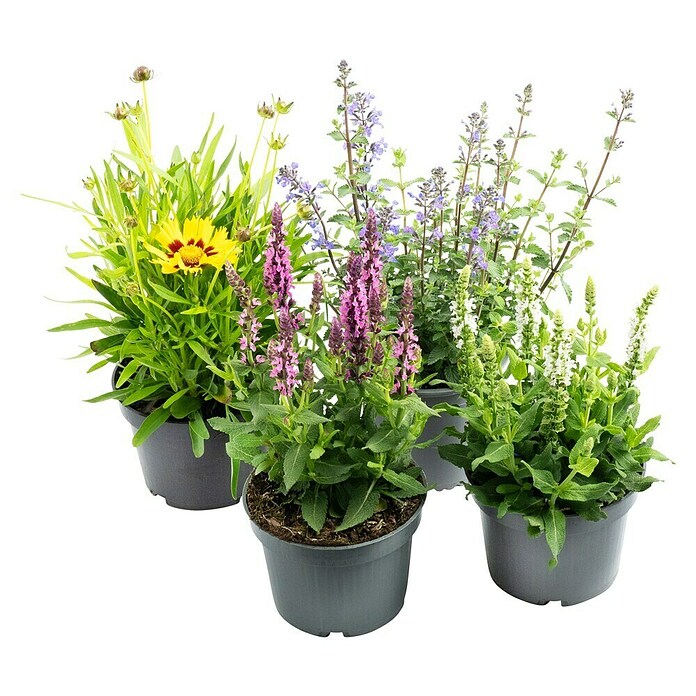 Nepeta 13  blau
