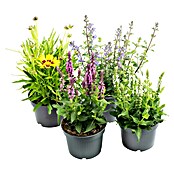 Nepeta 13  blau