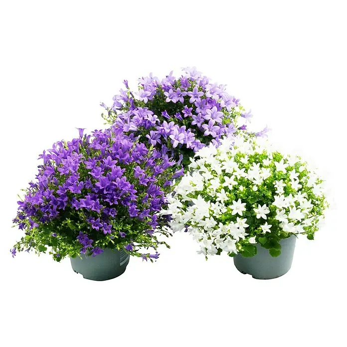 Polsterglockenblume - Campanula portenschlagiana Ambella, Topfgre: 12 cm,  Blau online kaufen bei BAUHAUS