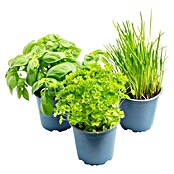 Piardino Schnittlauch Bio (Allium schoenoprasum , Topfgröße: 12 cm)