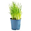 Piardino Schnittlauch Bio (Allium schoenoprasum , Topfgröße: 12 cm)