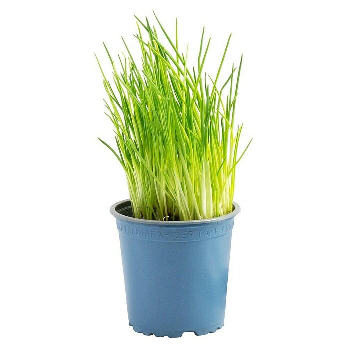 Piardino Schnittlauch Bio (Allium schoenoprasum , Topfgröße: 12 cm)