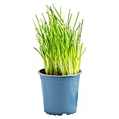 Piardino Schnittlauch Bio (Allium schoenoprasum , Topfgröße: 12 cm)