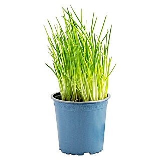 Piardino Bio Schnittlauch Bio (Allium schoenoprasum, Topfgröße: 12 cm, Erntezeit: April)
