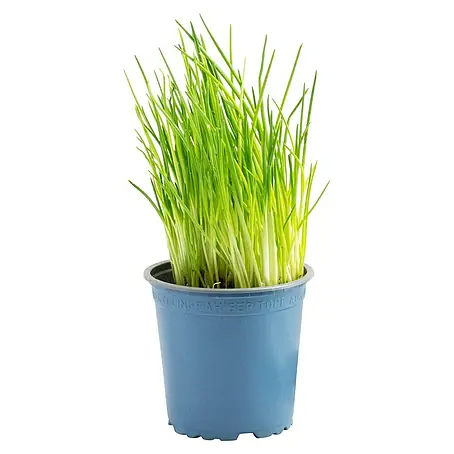 Piardino Bio Schnittlauch Bio