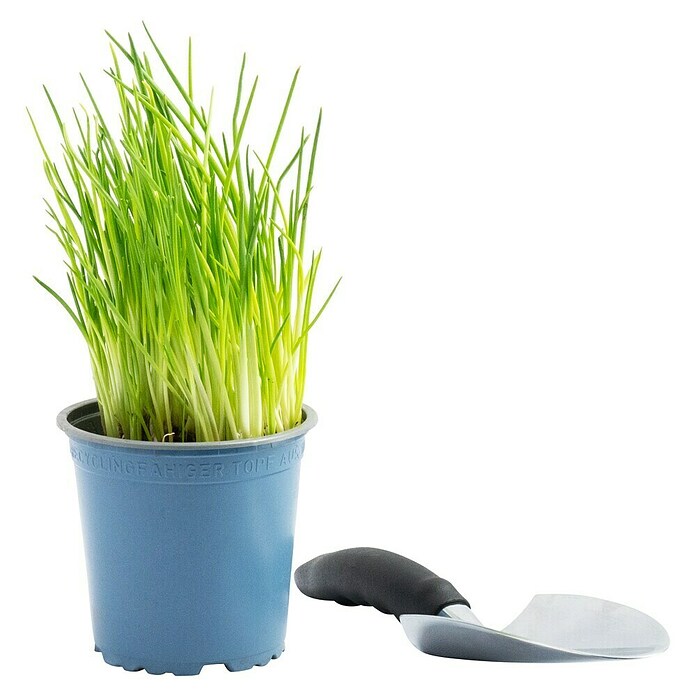 Piardino Schnittlauch Bio (Allium schoenoprasum , Topfgröße: 12 cm)