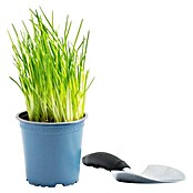 Piardino Schnittlauch Bio (Allium schoenoprasum , Topfgröße: 12 cm)