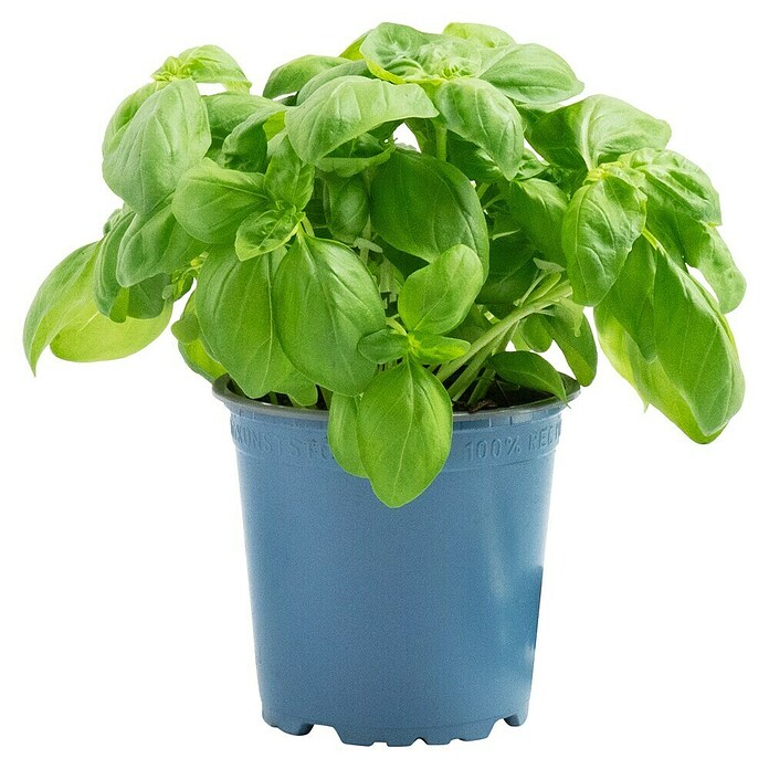 Piardino Basilikum (Ocimum basilicum, Topfgröße: 12 cm)