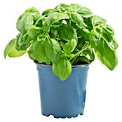 Piardino Basilikum (Ocimum basilicum, Topfgröße: 12 cm)