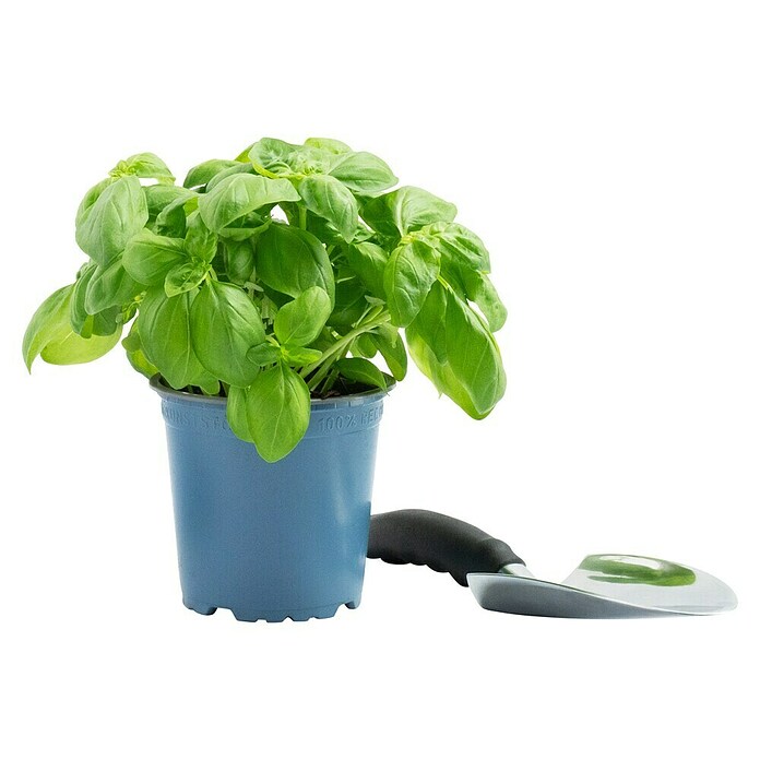 Piardino Basilikum (Ocimum basilicum, Topfgröße: 12 cm)