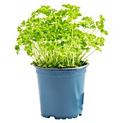 Piardino Petersilie Bio (Petroselinum crispum, Topfgröße: 12 cm)