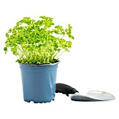 Piardino Petersilie Bio (Petroselinum crispum, Topfgröße: 12 cm)