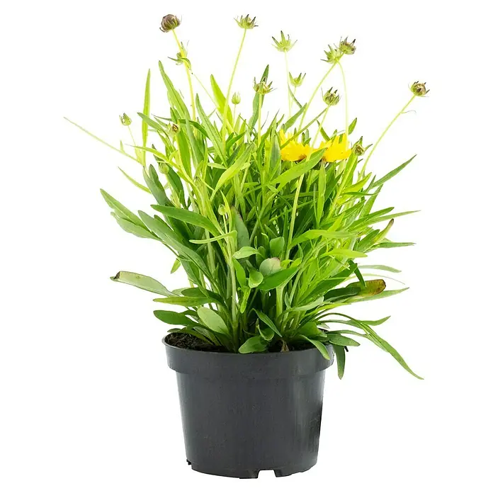 Piardino Großblumiges Mädchenauge - Coreopsis grandiflora, Topfgröße: 13 cm, Gelb - Topf mit blühender Coreopsis grandiflora, ideal für Garten und Balkon. Die gelben Blüten bringen Farbe in jeden Außenbereich.