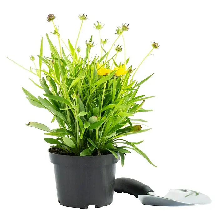 Piardino Großblumiges Mädchenauge - Coreopsis grandiflora, Topfgröße: 13 cm, Gelb - Ein Topf mit gelben Coreopsis-Blüten. Eine kleine Gartenschaufel liegt neben dem Topf auf einer glatten Oberfläche. Schwarzer Hintergrund.