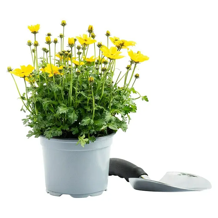 Piardino Goldmarie - Bidens ferulifolia 'Empire', Topfgröße: 12 cm, Gelb - Gelbe Margeriten in einem hellgrauen Topf, ergänzt durch eine kleine Gartenschaufel, ideal für Gartenliebhaber und zur Verschönerung von Außenbereichen.