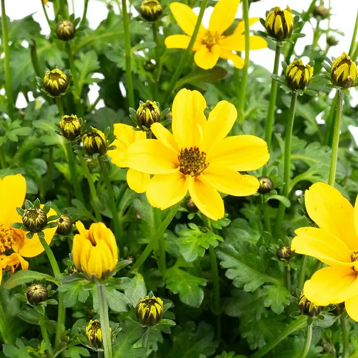Piardino Goldmarie - Bidens ferulifolia 'Empire', Topfgröße: 12 cm, Gelb - Nahaufnahme von leuchtend gelben Ringelblumen mit dunkelgrünem Laub. Die Blütenblätter strahlen um die dunkle Mitte und ziehen Blicke auf sich.
