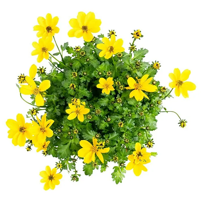 Piardino Goldmarie - Bidens ferulifolia 'Empire', Topfgröße: 12 cm, Gelb - Leuchtende gelbe Coreopsis-Blüten, auch Schöngesicht genannt, in üppigem Grün. Ein farbenfroher Blickfang für jeden Garten.