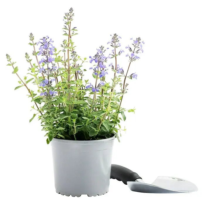 Piardino Katzenminze - Nepeta fassenii, Blau - Attraktives Bild einer Nepeta-Pflanze im Topf, die ihre zarten, lila Blüten zur Schau stellt, begleitet von einer kleinen Gartenschaufel.