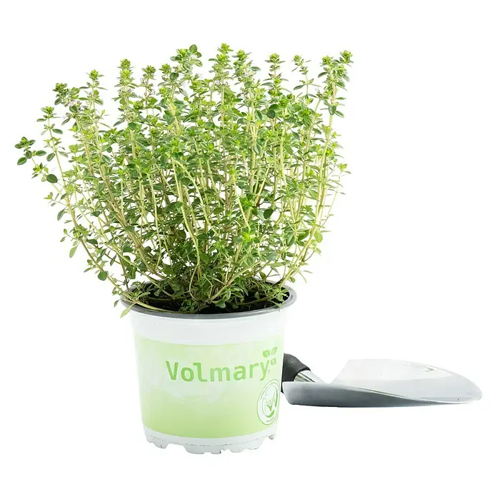 Piardino Kugelthymian Bio - Thymus vulgaris Fredo - Ein Topf Thymian von Volmary, der mit seinen grünen Blättern und zarten Stängeln eine frische Note in jede Küche bringt. Perfekt zum Würzen!