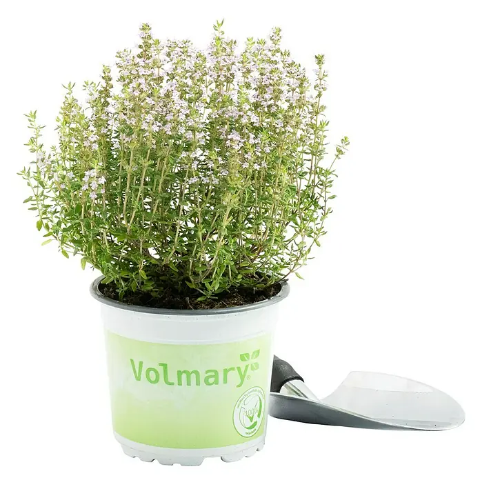 Piardino Echter Thymian Bio - Thymus citriodorus - Ein Topf Thymian der Marke Volmary, mit grünen Blättern und zarten Blüten, bereit zum Verfeinern Ihrer Speisen. Inklusive praktischer Gartenschaufel.