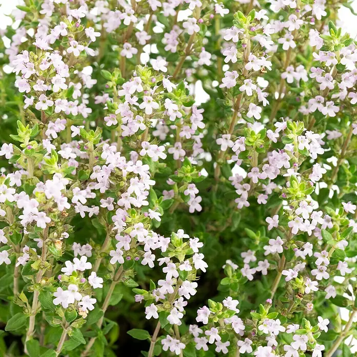 Piardino Echter Thymian Bio - Thymus citriodorus - Nahaufnahme von blühendem Thymian, der seine zarten, hellrosa Blüten und kleinen grünen Blätter zeigt. Der Thymian ist dicht und buschig.