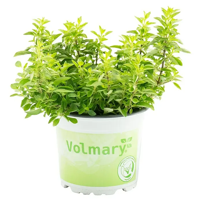 Piardino Bio Oregano - Origanum vulgare Diabolo - Das Bild zeigt einen Topf mit Oregano der Marke Volmary. Der Topf ist weiß mit grünen Akzenten und trägt das Logo des Herstellers.