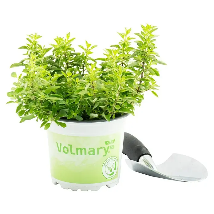 Piardino Bio Oregano - Origanum vulgare Diabolo - Nahaufnahme einer Volmary Oregano-Pflanze im Topf mit einer kleinen Gartenschaufel.