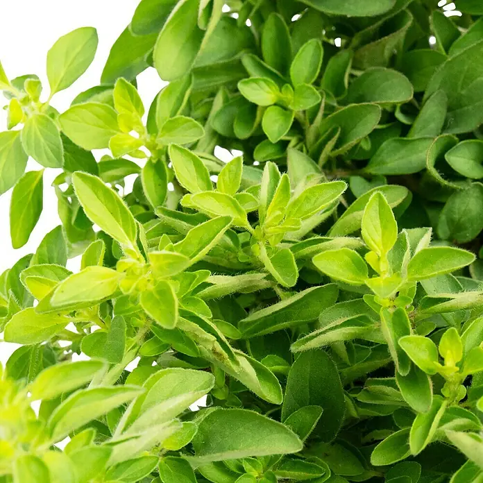 Piardino Bio Oregano - Origanum vulgare Diabolo - Nahaufnahme von frischem Oregano, ideal für kulinarische Zwecke, mit lebendigen grünen Blättern, die Geschmack und Frische versprechen.