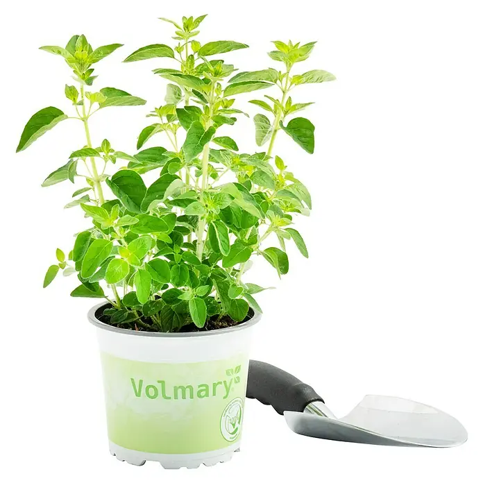 Piardino Oregano Bio - Origanum vulgare Margerita - Nahaufnahme eines Oregano-Topfes von Volmary mit einer kleinen Schaufel, ideal für Kräutergärten und frische kulinarische Genüsse.
