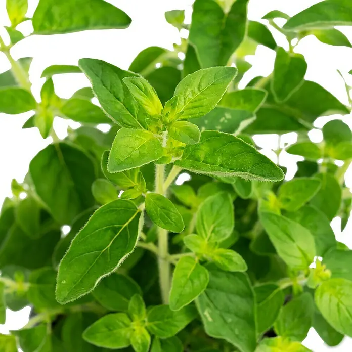 Piardino Oregano Bio - Origanum vulgare Margerita - Nahaufnahme von Oregano, einer aromatischen Pflanze mit leuchtend grünen Blättern, ideal für kulinarische Zwecke.