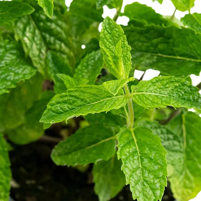 Piardino Marokkanische Minze Bio - Mentha spicata Maroccan - Nahaufnahme einer grünen Minzpflanze mit frischen Blättern im Detail. Ideal für Kräutergärten und kulinarische Zwecke.