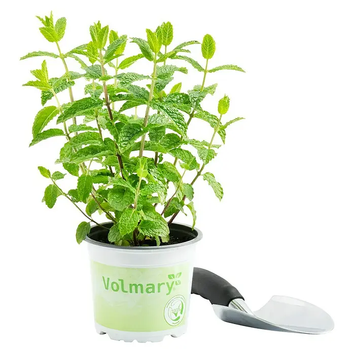 Piardino Marokkanische Minze Bio - Mentha spicata Maroccan - Ein Topf mit frischer Minze der Marke Volmary, ideal für Küche oder Garten. Ein kleiner Spaten liegt daneben.