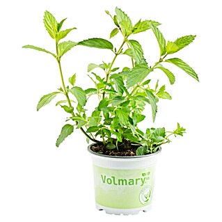 Piardino Minze Bio (Mentha x piperita Swiss)
