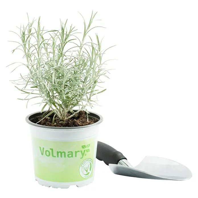 Piardino Currykraut Bio - Helichrysum italicum - Silbriger Rosmarin in einem Topf der Marke Volmary, begleitet von einer Gartenschaufel. Ideal für Garten und Küche.