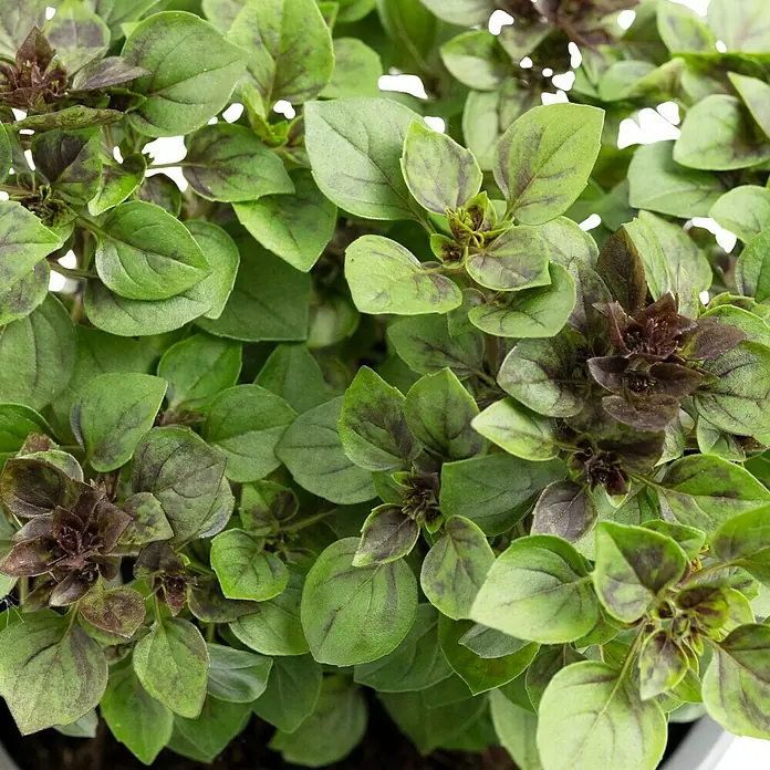 Piardino Bio Basilikum - Ocimum basilicum 'Magic Blue', Topfgröße: 12 cm - Nahaufnahme von African Blue Basilikum mit grünen Blättern und violetten Akzenten.