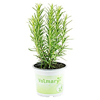 Piardino Rosmarin Bio (Rosmarinus officinalis Abraxas)