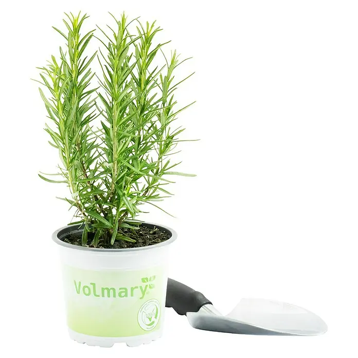 Piardino Rosmarin Bio - Rosmarinus officinalis Abraxas - Ein Topf mit frischem Rosmarin der Marke Volmary, zusammen mit einer kleinen Gartenschaufel, bereit für den Garten.