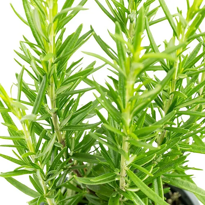 Piardino Rosmarin Bio - Rosmarinus officinalis Abraxas - Nahaufnahme von Rosmarinzweigen mit kleinen grünen Blättern, die sich vom dunklen Hintergrund abheben. Ideal für Kräuterliebhaber.