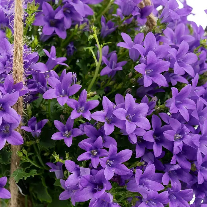 Piardino Glockenblume - Campanula poscharskyana, Topfgröße: 13 cm, Violett/Blau/Weiß - Nahaufnahme einer Glockenblumenampel mit üppigen, violetten Blüten, die eine lebendige und farbenfrohe Ergänzung für jeden Raum darstellt.