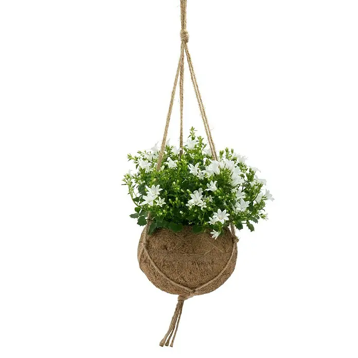 Piardino Glockenblume - Campanula poscharskyana, Topfgröße: 13 cm, Violett/Blau/Weiß - Hängepflanze mit weißen Glockenblumen in einem Kokosnusstopf. Dekorative Zimmerpflanze für ein gemütliches Ambiente mit natürlichem Charme.