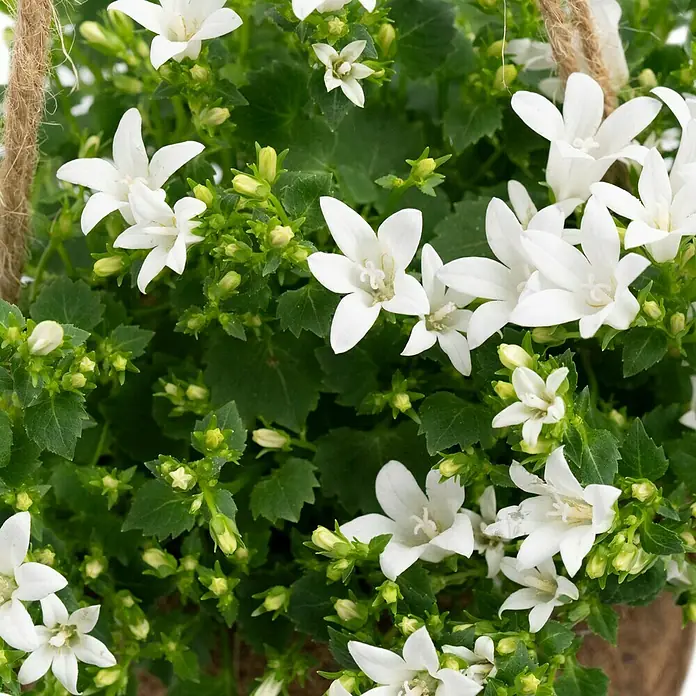 Piardino Glockenblume - Campanula poscharskyana, Topfgröße: 13 cm, Violett/Blau/Weiß - Nahaufnahme einer Campanula portenschlagiana mit ihren weißen, sternförmigen Blüten und dem üppigen, grünen Laub in einem hängenden Korb.