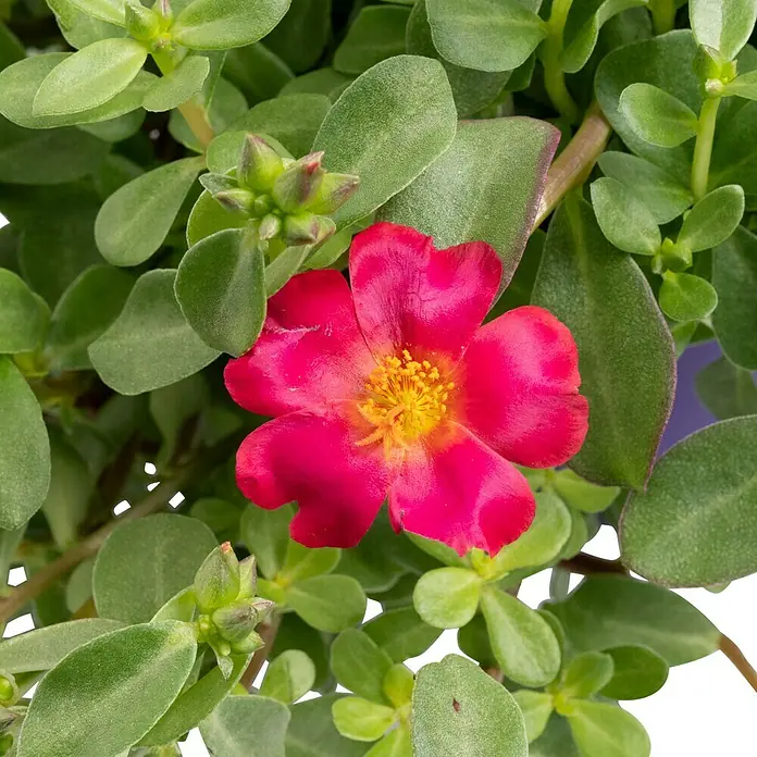 Piardino Portulak Ampel - Portulaca umbraticola, Topfgröße: 23 - Nahaufnahme einer leuchtend roten Portulakröschen-Blume mit gelber Mitte, umgeben von grünen Blättern und Blütenknospen.