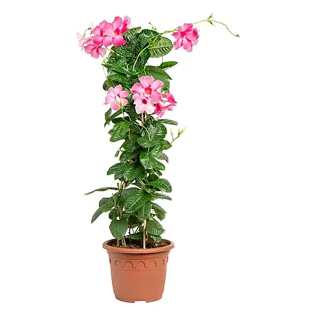 Dipladenia Pyramide