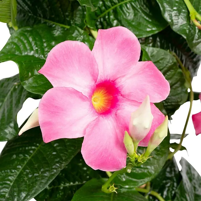 Dipladenia Pyramide - Dipladenia sanderi 'Rubiniana', Topfgröße: 29 cm, Rosa - Nahaufnahme einer Mandevilla-Blüte mit leuchtend pinkfarbenen Blütenblättern und einem gelben Zentrum vor üppigem grünen Laub.