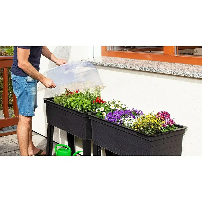 Garantia Urban Anzuchthaube - 75 x 37 x 22 cm - Ein Mann setzt eine transparente Haube auf ein Hochbeet mit verschiedenen Kräutern. Im Hintergrund befindet sich eine Fensterbank.