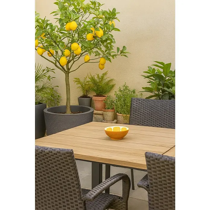 Bol Naranja - Ø x Al: 15 x 6 cm, Redonda, Naranja - Mesa de jardín con sillas y limonero. La mesa es de madera y las sillas son de mimbre. Hay un cuenco de limones sobre la mesa.