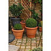 Geli Pflanzkübel Milano (Außendurchmesser: 45 cm, Höhe: 36 cm, Terracotta)