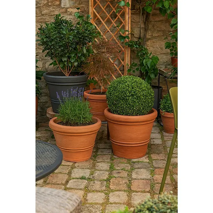Geli Pflanzkübel rund Milano - Max. Außendurchmesser: 40 cm, Höhe: 33,5 cm, Terracotta - Nahaufnahme von Terrakotta-Pflanzgefäßen mit verschiedenen Pflanzen, darunter Buchsbaumkugeln und Lavendel, die eine ruhige Gartenszene zeigen.