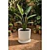 Elho Loft Urban Plato redondo para maceta (Dimensiones externas (Ø x Al): 17 x 2 cm, Plástico, Blanco) | BAUHAUS